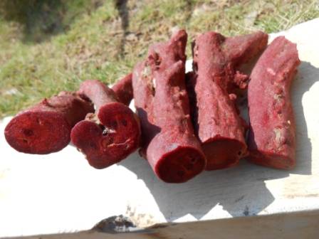 Raw on sale red coral