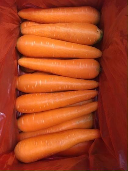 Sell FRESH CARROT FROM VIETNAM WITH WHATSAPP +84978037240
