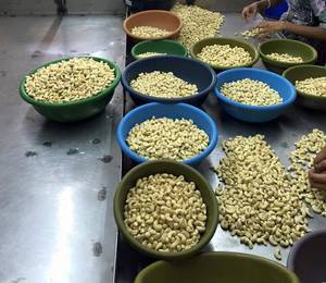 Wholesale Cashew Nuts: Cashew Nut