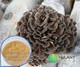 Maitake Mushroom Extract 40 Polysaccharides