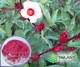 Hibiscus Flowers Extract 20-1 Nulantchem