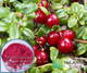 Cranberry Extract  25% PAC