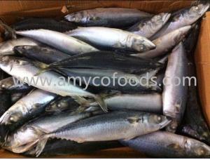 Wholesale scomber japonicus fish: Pacific Mackerel (Scomber Japonicus) High Quality and Low Price