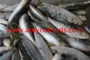 Wholesale frozen sardine: Frozen Sardines High Quality and Low Price
