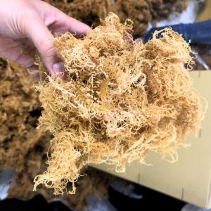 Wholesale womens bags: Sea Moss / Irish Moss with Natural Gold with High Quality From Viet Nam