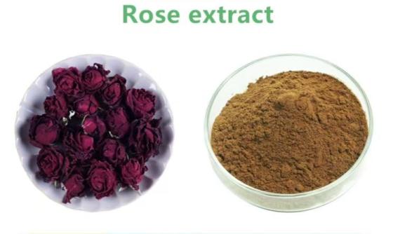 Rose Extract P.E. Plant Extract Wholesale