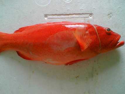 Red Grouper (Sunu Tungsing)(id:5265335) Product details - View Red ...