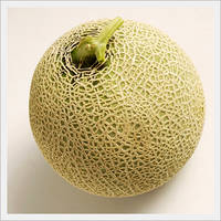 [Fruit-vegetables] Musk Melon for Export