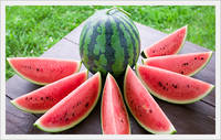 [Fruit-Vegetables] Water Melon for Export