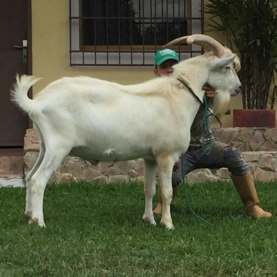 Live Saanen Goats for Sale - Hdc