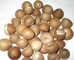 Wholesale whole betel nut: Betel Nuts
