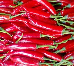 Wholesale red dot: Chilli