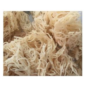 Wholesale irish: Raw SEA MOSS IRISH MOSS Dried SEA MOSS for Making Gel From Viet Nam