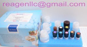 Amoxicillin ELISA Test Kit
