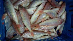 Wholesale fish meal: Frozen Golden Threafin Bream Whole Round
