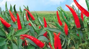 Wholesale dried chili: Fresh/Frozen/Dried Red Hot Chili - Direct From Farm Super Cheap