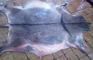 Wholesale salted dry donkey hides: Dry Salted Donkey Hides and Skin