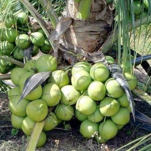 Wholesale truck: Fresh Coconut