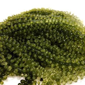 Wholesale zipper: Fresh Seaweed Dehydrated Green Caviar with Good Quality From Viet Nam ( Annie 0084702917076 WA )
