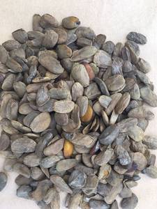 Wholesale fresh: Akuamma Seeds (Picralima Nitida)
