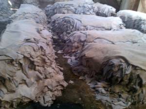 Wholesale camel hides: Buffalo Hides.