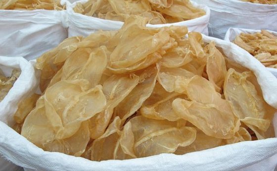 Dried Catfish Maw And Dried Fish Maw From Vietnam Id 10639132 Buy Vietnam Dried Catfish Maw Dried Fish Maw Ec21