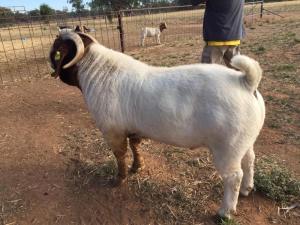 Wholesale discount: Discount Prices 100% Full Blood Live Boer Goats
