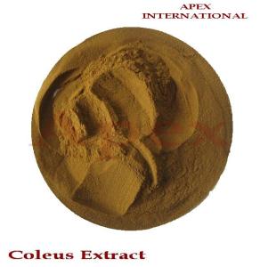 Wholesale indian art: Coleus Extract Wholesale indian art: Coleus Extract