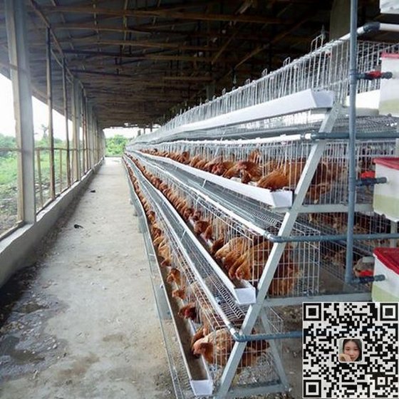 Sx Cc01 96 Birds Capacity Chicken Cage For Saleid10409359 Product