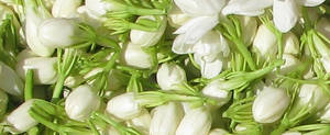 Wholesale Other Fresh Cut Flowers: Jasmine