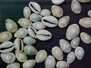 Wholesale Other Gifts & Crafts: Cowry Shells