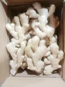 Wholesale fresh: 2023 New Crop Fresh Ginger for Sale Dry Ginger Red Wholesale From China Supplier Export