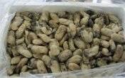 Wholesale Mushrooms & Truffles: Oyster Meat