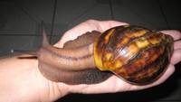 Edible Snails (Helix Aspersa) African
