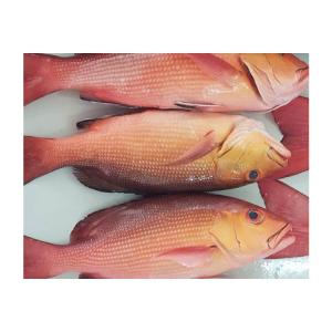 Wholesale hot selling: Hot Selling Top Quality Seafood Frozen Red Bass Fillet Fish Exporter