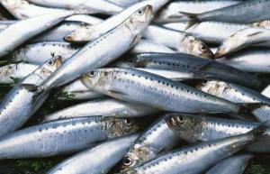 Wholesale manufacturer: Sardine Fish Frozen Frozen Sardines Manufacturers BQF Whole Round Sardine Fish
