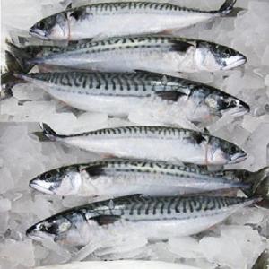 Wholesale whole frozen fish: Hot Sale Best High Quality Frozen Mackerel Fish W/R/Frozen Indian Mackerel Exporters