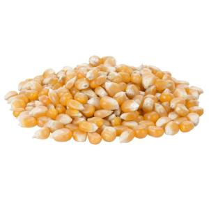 Wholesale for: Yellow Corn/ White Corn for Human Consumption Non Gmo Yellow Corn/ Yellow Corn for Animal Feed
