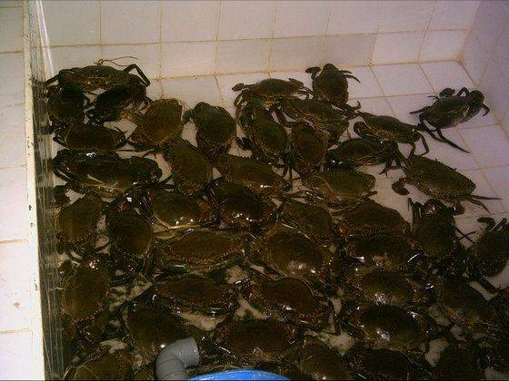 Sell Live mud crab