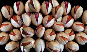 Wholesale dried fruit: Iranian Kaleh Ghochi Pistachio
