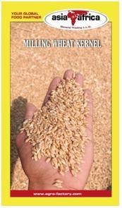 Wholesale pp bag: Wheat Grain