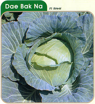 Sell cabbage, chinese cabbage, brocolli seeds