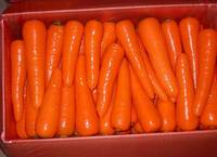 Buy Carrots