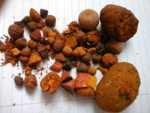 Wholesale cow ox gallstone: OX-GALLSTONES (COW BEZOAR). (Bezoars, Niuhuang) (Only Well Dried