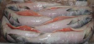 Wholesale frozen: Frozen Atlantic Norwegian Salmon Fish