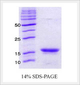 Wholesale t: α-Synuclein A53T