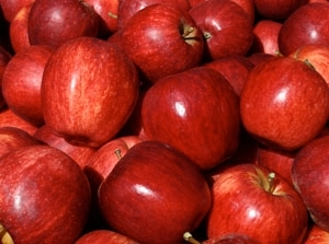 Sell Fresh Royal Gala, Fuji, Golden Delicious, Red Delicious Apples