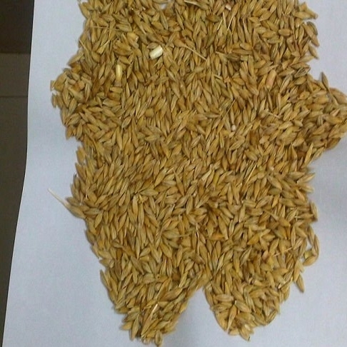 Sell Animal Feed Barley - Atn Investments Pty Ltd