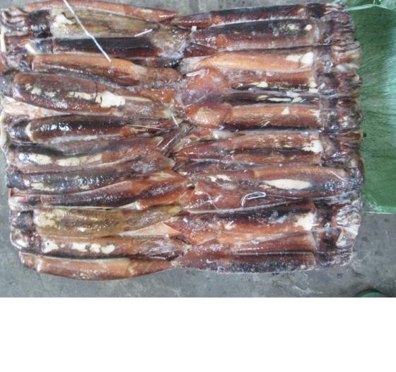 Sell Frozen Illex Squid