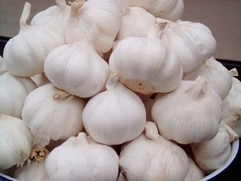 Fresh Garlic with High Quality for Export